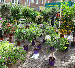 Rundgang über den Bremer Blumenmarkt im Frühling