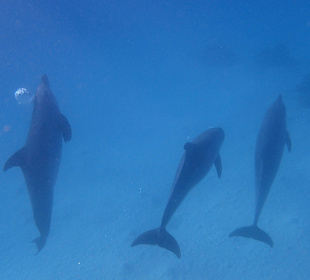 Einmalie Erlebnisse mit Mo´s Delfinen