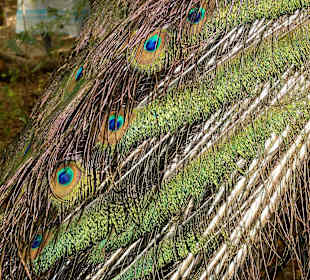 Rundgang durch die Idylle von Mimi´s Eco Farm