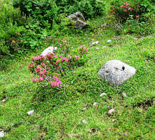 Salzburger Almenweg