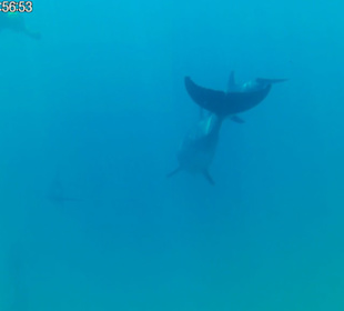 Delphin-Tour