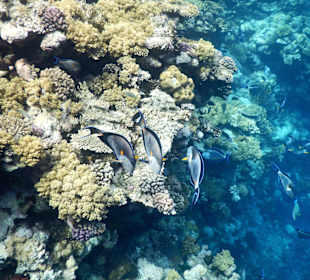 Schnorcheln Nabq Bay