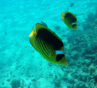 Hausriff - iPhone 5 im DiCAPac Plastik Case