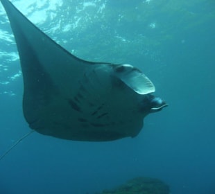 Manta