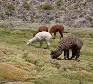 Альпака или ее родственник на берегу о. Чунгара