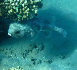 Hausriff Hotel Fort Arabesque