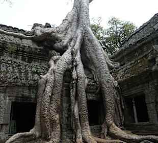 Ta Prohm