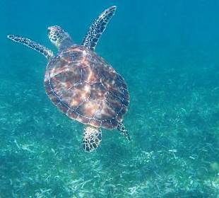 Noch sehr intakte Unterwasserwelt