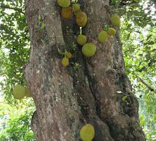 Botanischer Garten Kandy