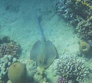 Blaupunktrochen in der Coraya Bay