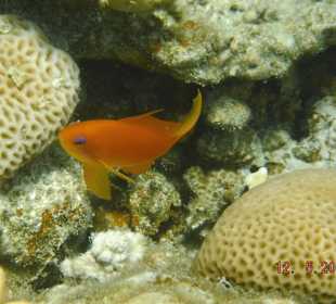 Barsch amschönen Riff