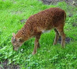 Rundgang durch den Tierpark Petermoor