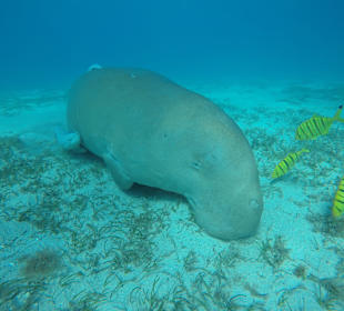 Schnorcheln El Quseir