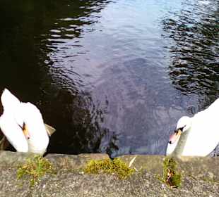 Wanderweg Eisenhüttenweg in Trippstadt