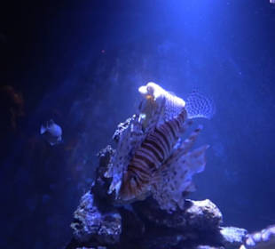 Sea Life