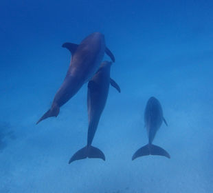 Einmalie Erlebnisse mit Mo´s Delfinen