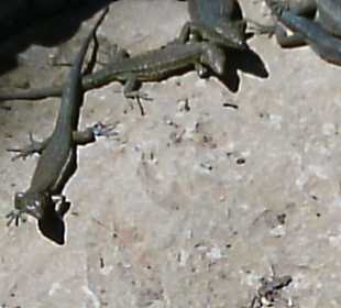 Davon gibt es tausende