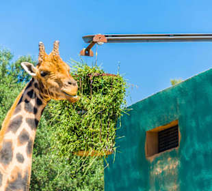 Safari Zoo