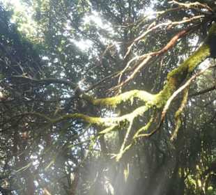 Wanderung Cruz Del Carmen-Chinamada-Las Carboneras