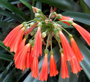 Blüten in Glockenform