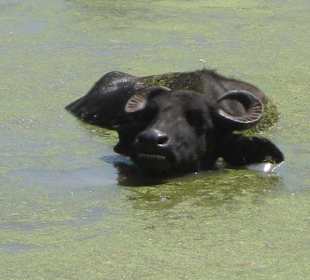 Wasserbüffel