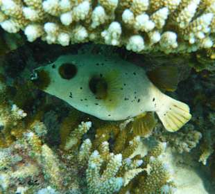 Kugelfisch (schnorchelnd)