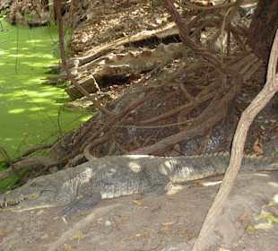Kachikally Krokodil Park