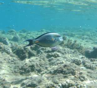 Doktorfisch Hausriff