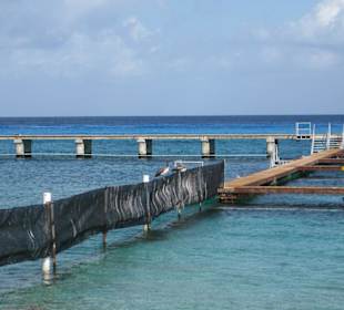 Schwimmbecken der Delphine