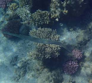 Unterwasserwelt - Korallen am hoteleigenen Reef