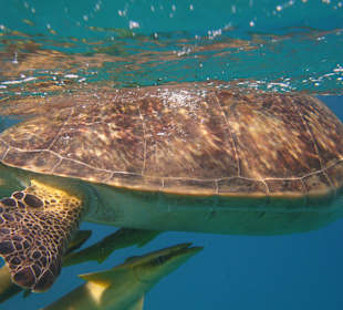 Schnorcheln Marsa Alam