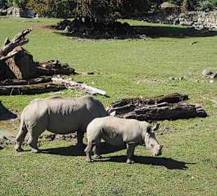 Großes Afrikagehege