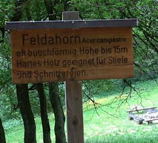 Waldlehrpfad in Tieringen
