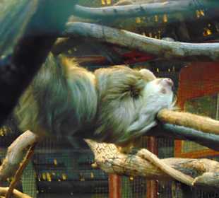 La Paz Waterfall Gardens