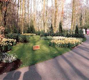 Blumenpracht im Keukenhof / Holland