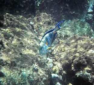 Hausriff Arabella Azur Beach