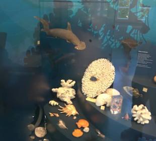 Museum für Naturkunde