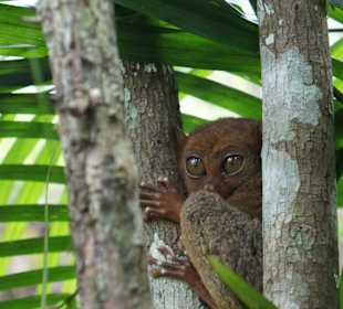 Tarsier