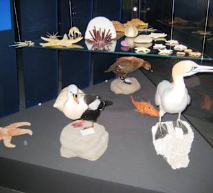 Versch. Meeresbewohner