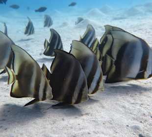 Schnorcheln Makadi Bay