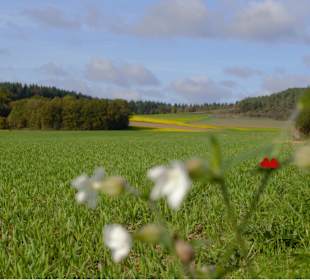 Wandern Werbach