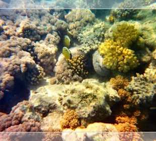 Schnorcheln am Korallenriff