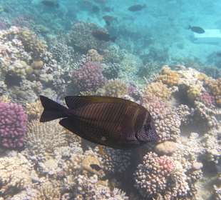 Рыбы Макади