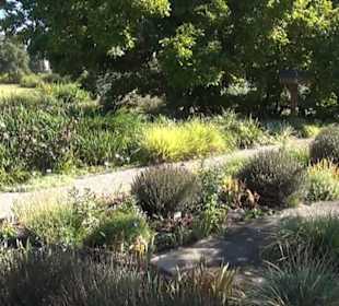 Irisgarten - Berggarten