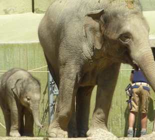 Elefantin Temi mit Ludwig
