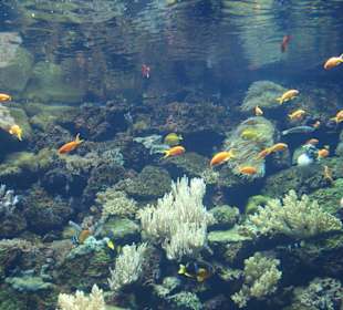 Fische im Loro Parque