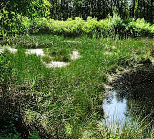 Eindrücke aus dem Tarmstedter Moor
