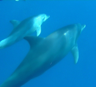 Delphintour mit Moby 2014