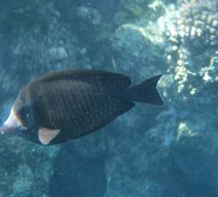 Unsere kleinen Freunde