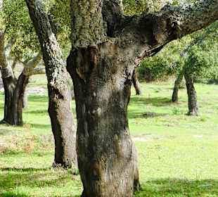 Abgeschälter Baum,©B. Hohler